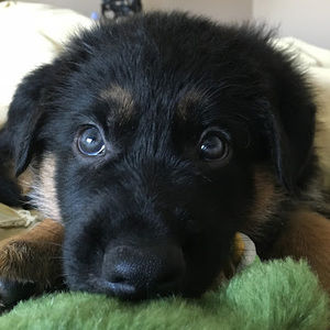 Meet your Posher, Thamsin